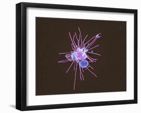 Activated Platelet, SEM-Science Photo Library-Framed Photographic Print