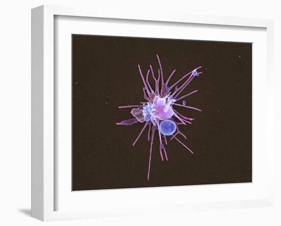 Activated Platelet, SEM-Science Photo Library-Framed Photographic Print