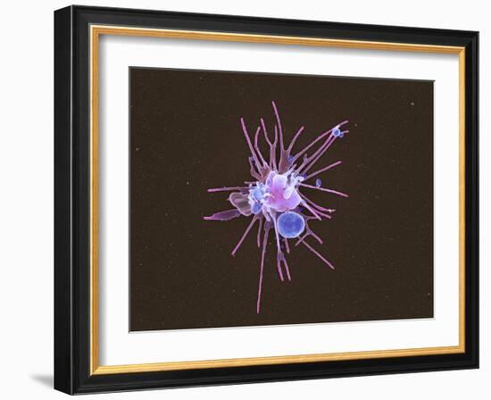 Activated Platelet, SEM-Science Photo Library-Framed Photographic Print