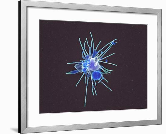 Activated Platelet, SEM-Science Photo Library-Framed Photographic Print