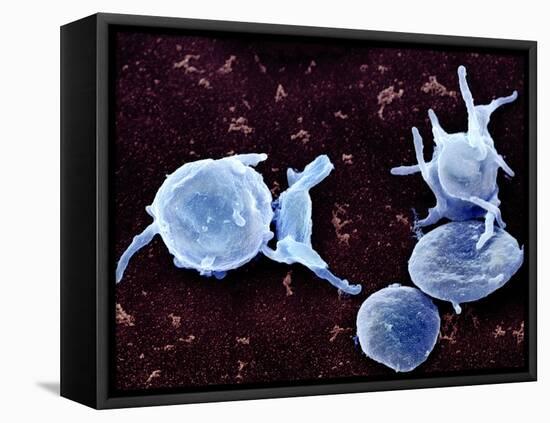 Activated Platelets, SEM-Science Photo Library-Framed Premier Image Canvas