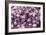 Activated Platelets, SEM-NIBSC-Framed Photographic Print