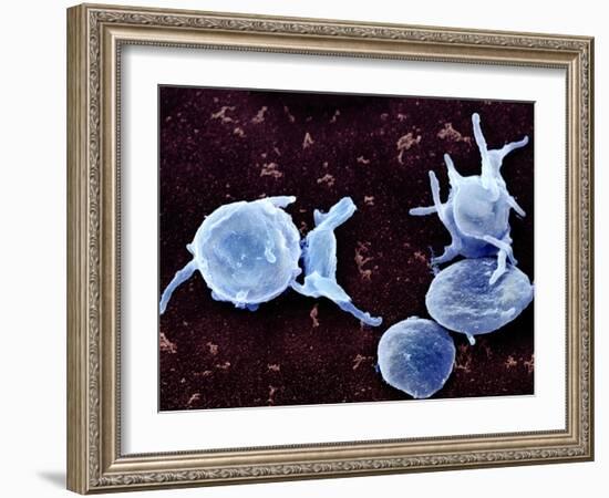 Activated Platelets, SEM-Science Photo Library-Framed Photographic Print