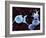 Activated Platelets, SEM-Science Photo Library-Framed Photographic Print