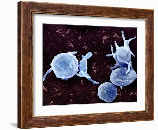 Activated Platelets, SEM-Science Photo Library-Framed Photographic Print