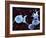 Activated Platelets, SEM-Science Photo Library-Framed Photographic Print