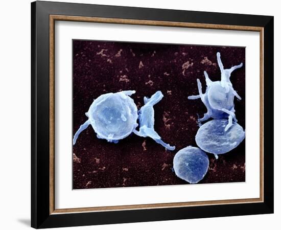 Activated Platelets, SEM-Science Photo Library-Framed Photographic Print