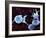 Activated Platelets, SEM-Science Photo Library-Framed Photographic Print