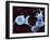 Activated Platelets, SEM-Science Photo Library-Framed Photographic Print