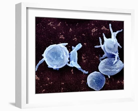 Activated Platelets, SEM-Science Photo Library-Framed Photographic Print