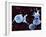 Activated Platelets, SEM-Science Photo Library-Framed Photographic Print