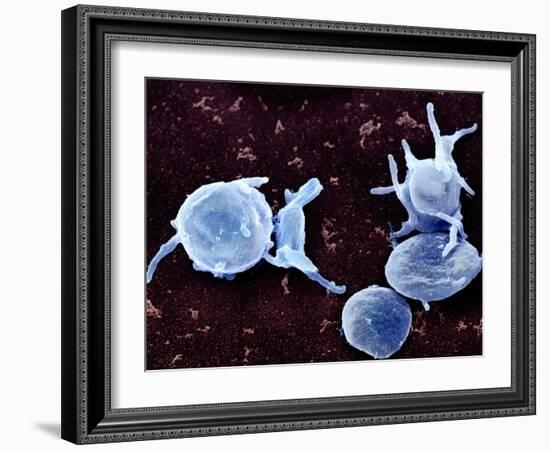 Activated Platelets, SEM-Science Photo Library-Framed Photographic Print