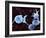 Activated Platelets, SEM-Science Photo Library-Framed Photographic Print