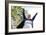 Active Senior Woman-Science Photo Library-Framed Photographic Print