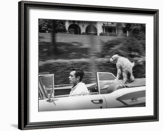 Actor/Artist Gardner McKay Speeding Along in Chevrolet Convertible as His Dog Enjoys the Ride-Allan Grant-Framed Premium Photographic Print