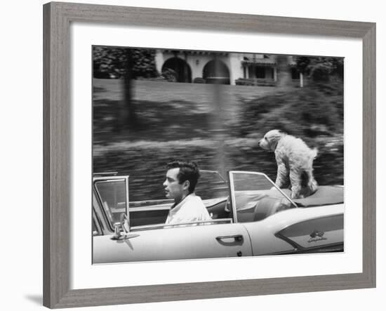 Actor/Artist Gardner McKay Speeding Along in Chevrolet Convertible as His Dog Enjoys the Ride-Allan Grant-Framed Premium Photographic Print