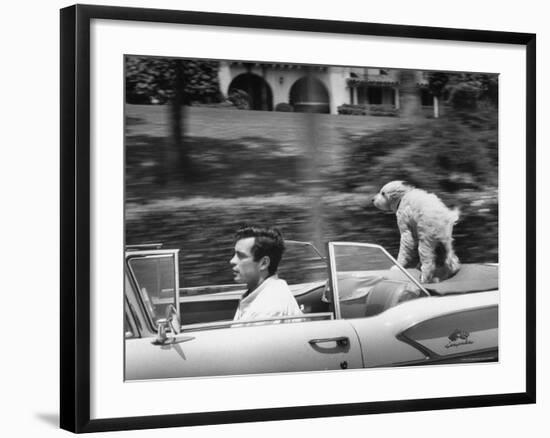 Actor/Artist Gardner McKay Speeding Along in Chevrolet Convertible as His Dog Enjoys the Ride-Allan Grant-Framed Premium Photographic Print