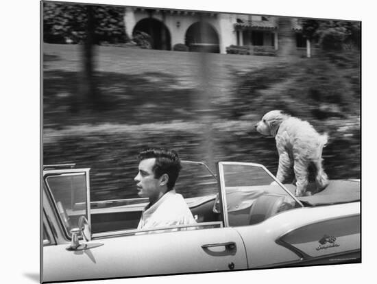 Actor/Artist Gardner McKay Speeding Along in Chevrolet Convertible as His Dog Enjoys the Ride-Allan Grant-Mounted Premium Photographic Print