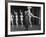 Actor Clowning around with Dancing Girls During the Nightlife in Las Vegas-Loomis Dean-Framed Premium Photographic Print