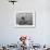 Actor Robert Redford Exercising One of His Eight Saddle Horses on His Remote Mountain Ranch-John Dominis-Framed Premium Photographic Print displayed on a wall