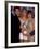 Actors Jason Priestley, Tori Spelling and Shannen Doherty at the People's Choice Awards-David Mcgough-Framed Premium Photographic Print