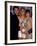 Actors Jason Priestley, Tori Spelling and Shannen Doherty at the People's Choice Awards-David Mcgough-Framed Premium Photographic Print