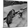 Actress Marilyn Maxwell Playing with a Tiger in a Pool-Allan Grant-Mounted Premium Photographic Print