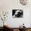 Actress Sarah Bernhardt-null-Photo displayed on a wall