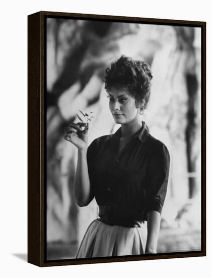 Actress Sophia Loren Examining a Tiny Flower Outside-Alfred Eisenstaedt-Framed Premier Image Canvas