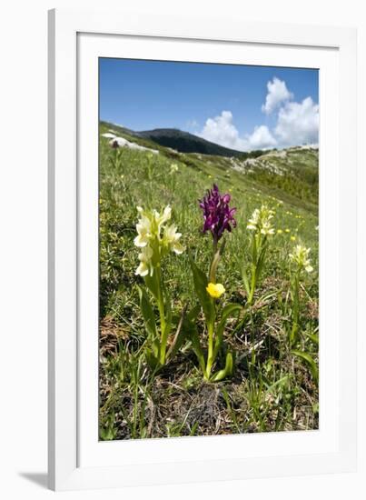 Actylorhiza Sambucina-Paul Harcourt Davies-Framed Photographic Print