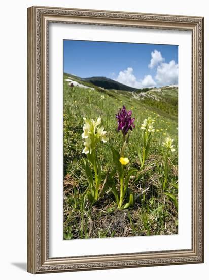 Actylorhiza Sambucina-Paul Harcourt Davies-Framed Photographic Print