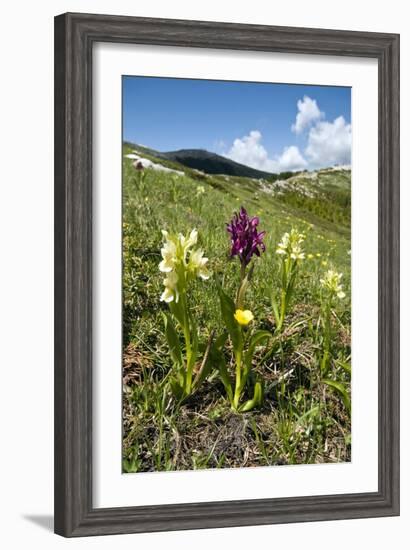 Actylorhiza Sambucina-Paul Harcourt Davies-Framed Photographic Print