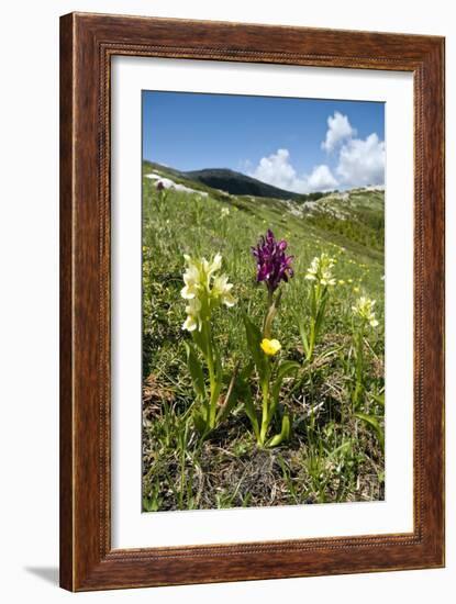 Actylorhiza Sambucina-Paul Harcourt Davies-Framed Photographic Print