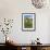 Actylorhiza Sambucina-Paul Harcourt Davies-Framed Photographic Print displayed on a wall
