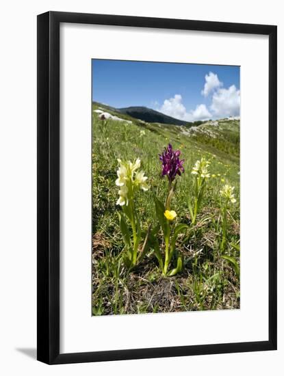 Actylorhiza Sambucina-Paul Harcourt Davies-Framed Photographic Print