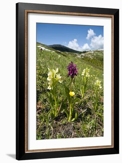 Actylorhiza Sambucina-Paul Harcourt Davies-Framed Photographic Print