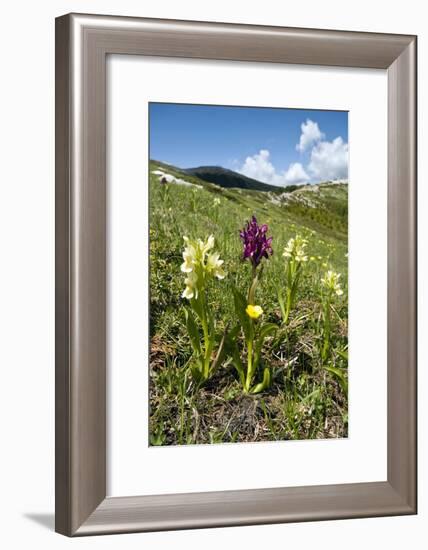 Actylorhiza Sambucina-Paul Harcourt Davies-Framed Photographic Print