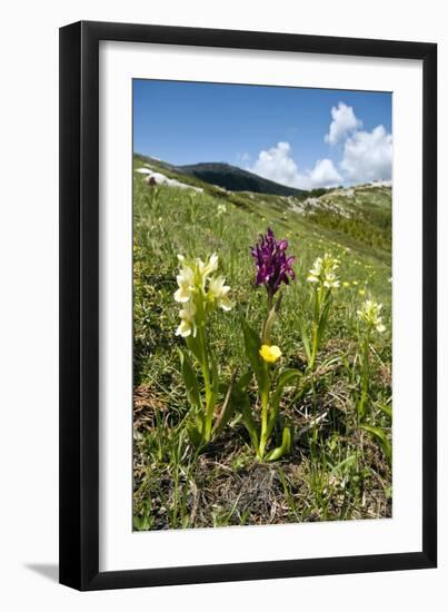 Actylorhiza Sambucina-Paul Harcourt Davies-Framed Photographic Print