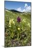 Actylorhiza Sambucina-Paul Harcourt Davies-Mounted Photographic Print