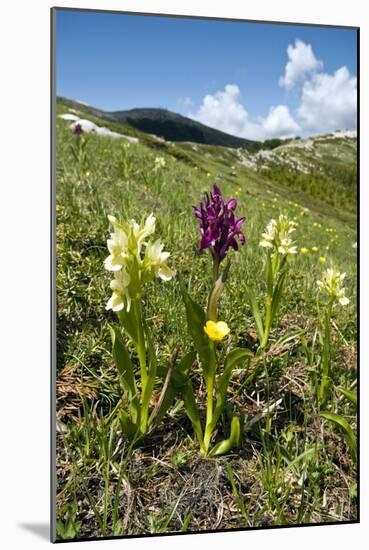 Actylorhiza Sambucina-Paul Harcourt Davies-Mounted Photographic Print