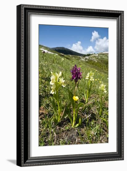 Actylorhiza Sambucina-Paul Harcourt Davies-Framed Photographic Print