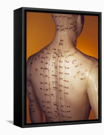 Acupuncture Model-Lawrence Lawry-Framed Premier Image Canvas