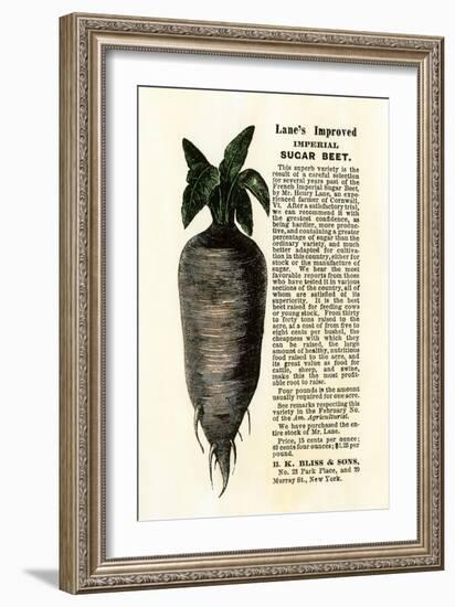 Ad for Lane's Improved Imperial Sugar Beet, B.K. Bliss and Sons, New York, 1872-null-Framed Giclee Print