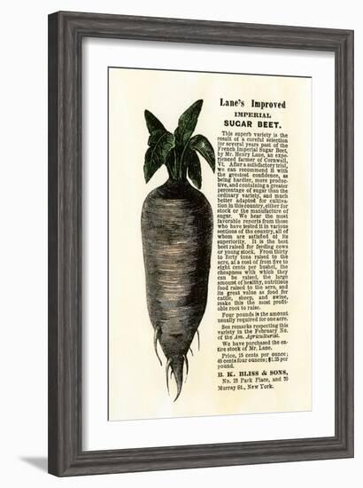 Ad for Lane's Improved Imperial Sugar Beet, B.K. Bliss and Sons, New York, 1872-null-Framed Giclee Print