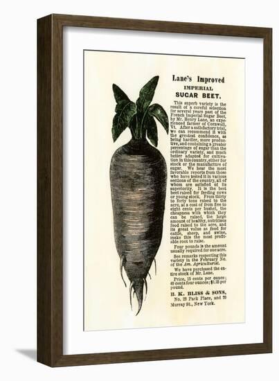 Ad for Lane's Improved Imperial Sugar Beet, B.K. Bliss and Sons, New York, 1872-null-Framed Giclee Print