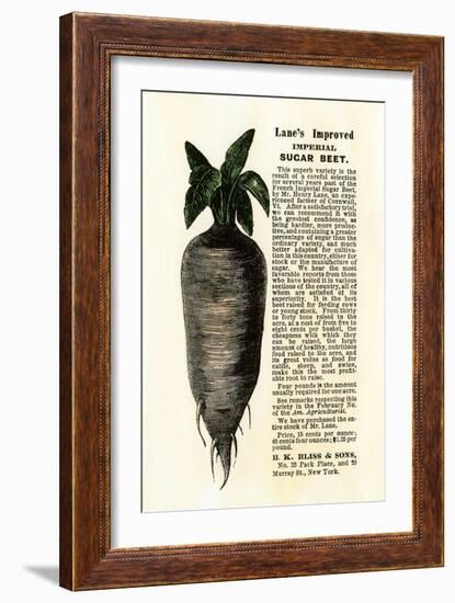 Ad for Lane's Improved Imperial Sugar Beet, B.K. Bliss and Sons, New York, 1872-null-Framed Giclee Print