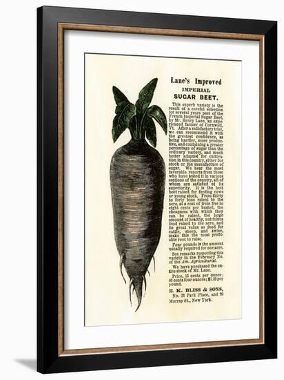 Ad for Lane's Improved Imperial Sugar Beet, B.K. Bliss and Sons, New York, 1872-null-Framed Giclee Print