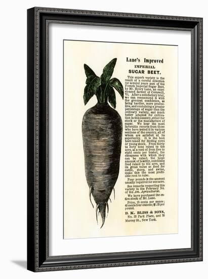 Ad for Lane's Improved Imperial Sugar Beet, B.K. Bliss and Sons, New York, 1872-null-Framed Giclee Print