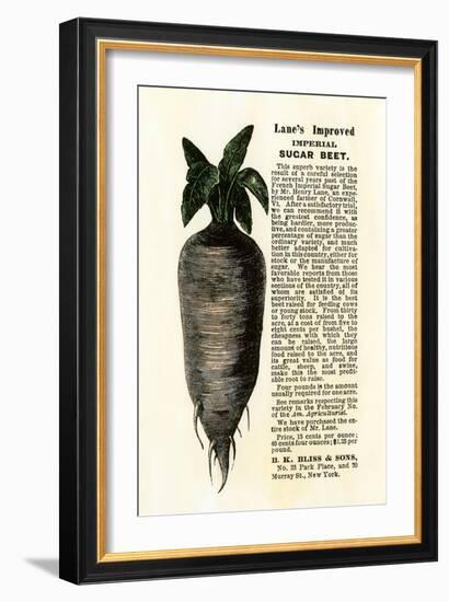 Ad for Lane's Improved Imperial Sugar Beet, B.K. Bliss and Sons, New York, 1872-null-Framed Giclee Print