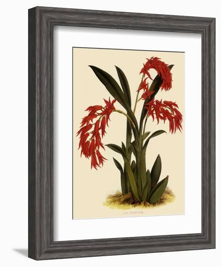 Ada Aurantica-John Nugent Fitch-Framed Giclee Print